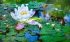 Soft composite of water lilies in a pond Art Print